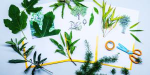 Frunza unui copac: învățăm să deosebim copacii